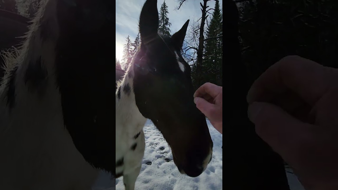 Horses In The First Snow Today #shorts #horses #snow