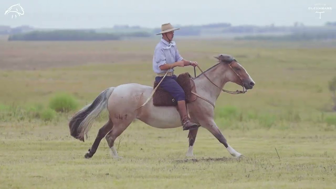 HERMANA DEL CHAMAMÉ  rp 441