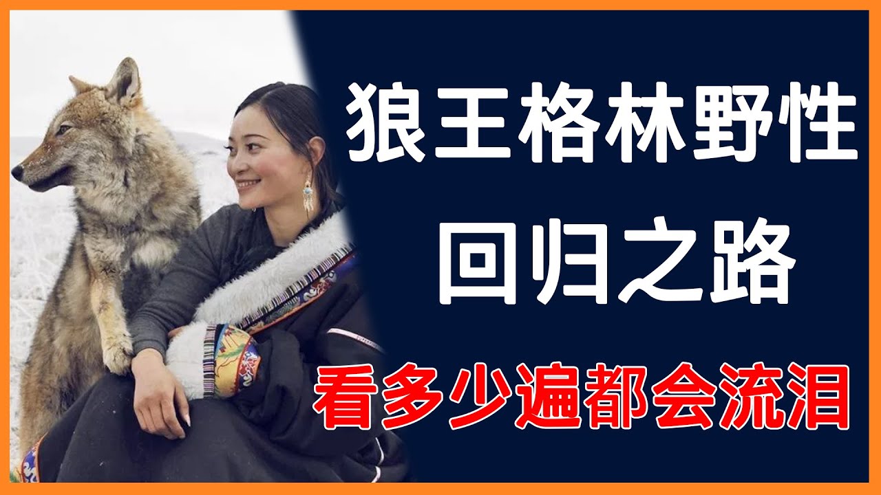 狼王格林野性回归之路，再看多少遍都会忍不住流泪！ #纪实 #重返狼群 #动物 #狼王 #记录片 #狼群 #李微漪 #生命的意义