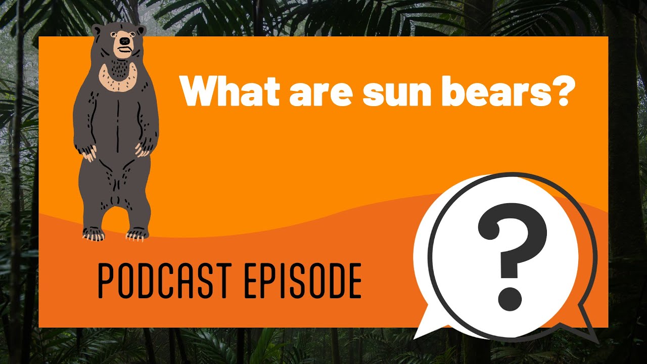 But Why Kids | What are sun bears? | Full Podcast Episode