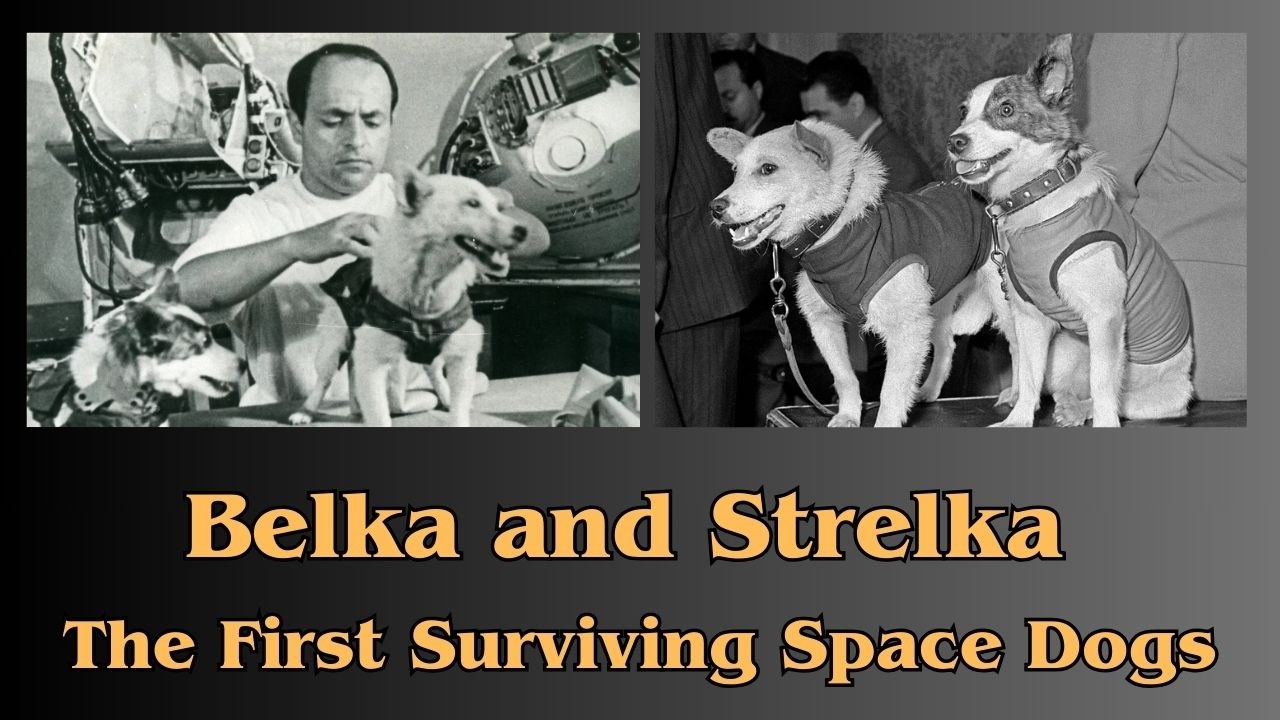 Belka and Strelka: The First Surviving Space Dogs