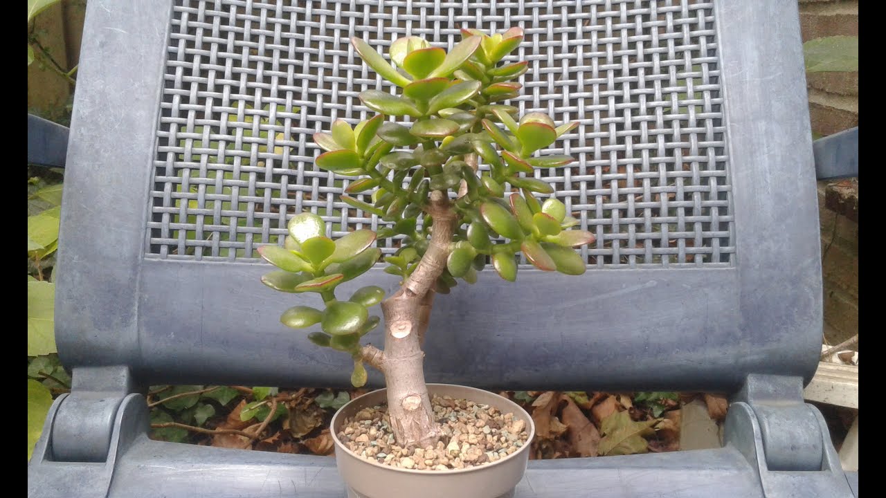 Jade Bonsai | 2021 - 2025 🌳