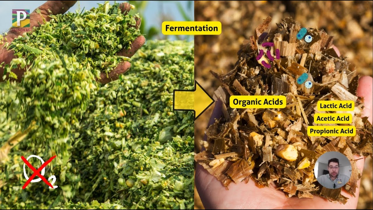 Silage with Passion Ep.7 Silage Fermentation Fundamentals