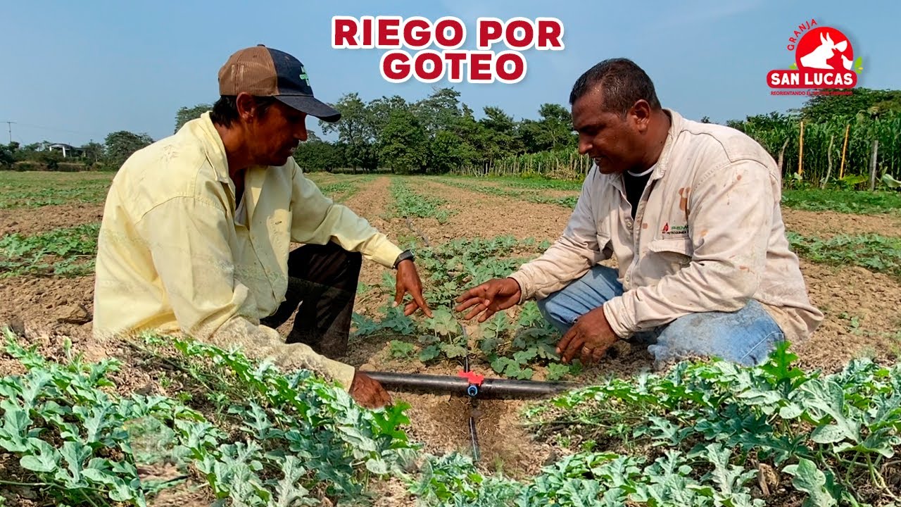 Instalamos RIEGO POR GOTEO en siembra de SANDÍA | Granja San Lucas
