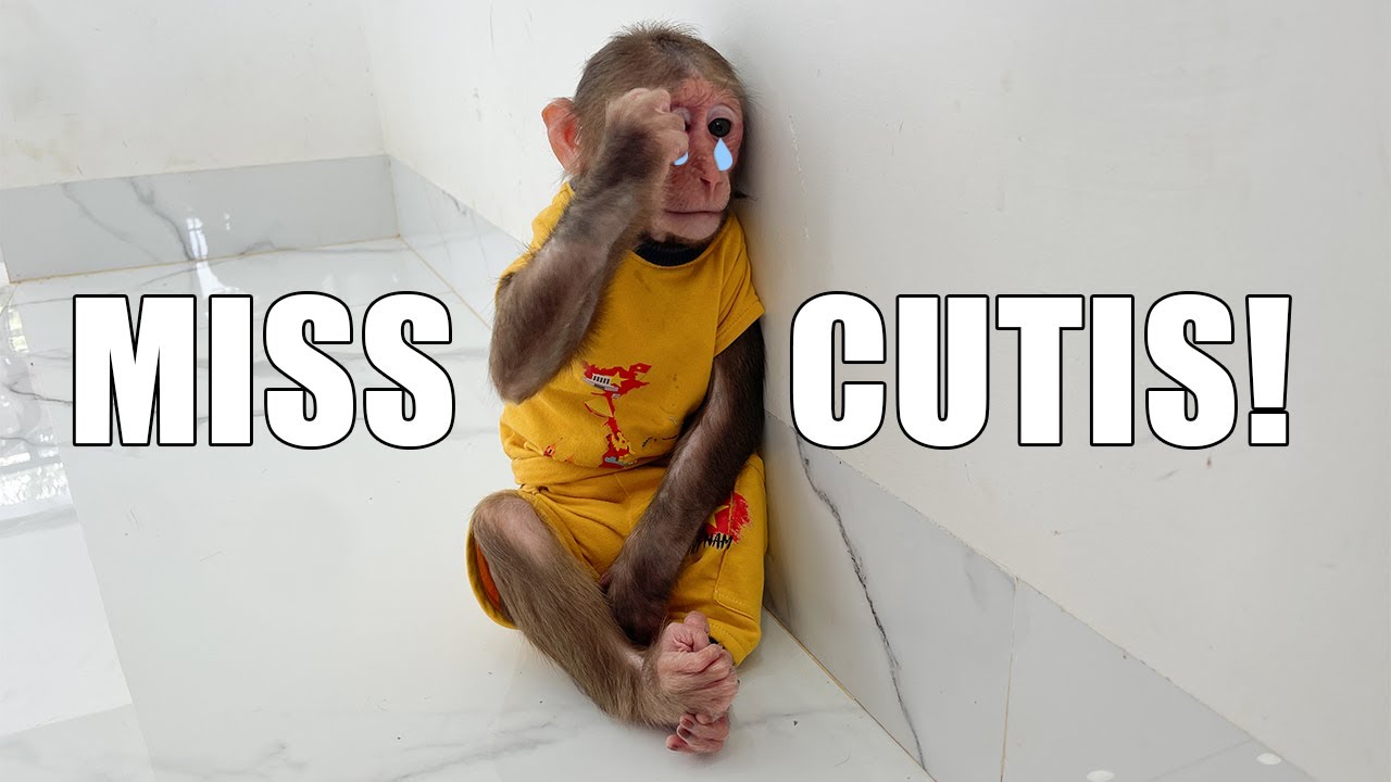 CUBIS cried because he missed CUTIS!