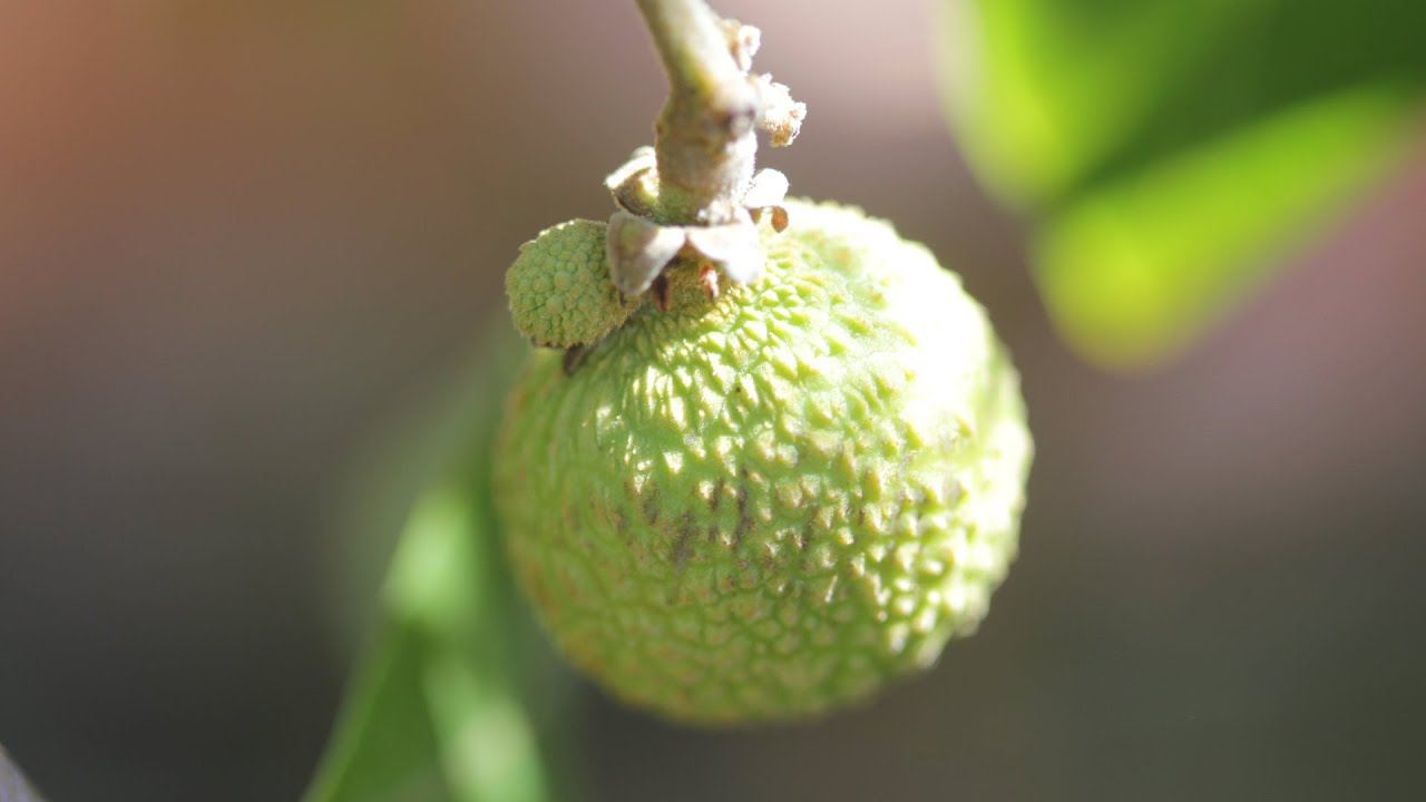 Septembre 2024 : Carambole et longan fructifient !