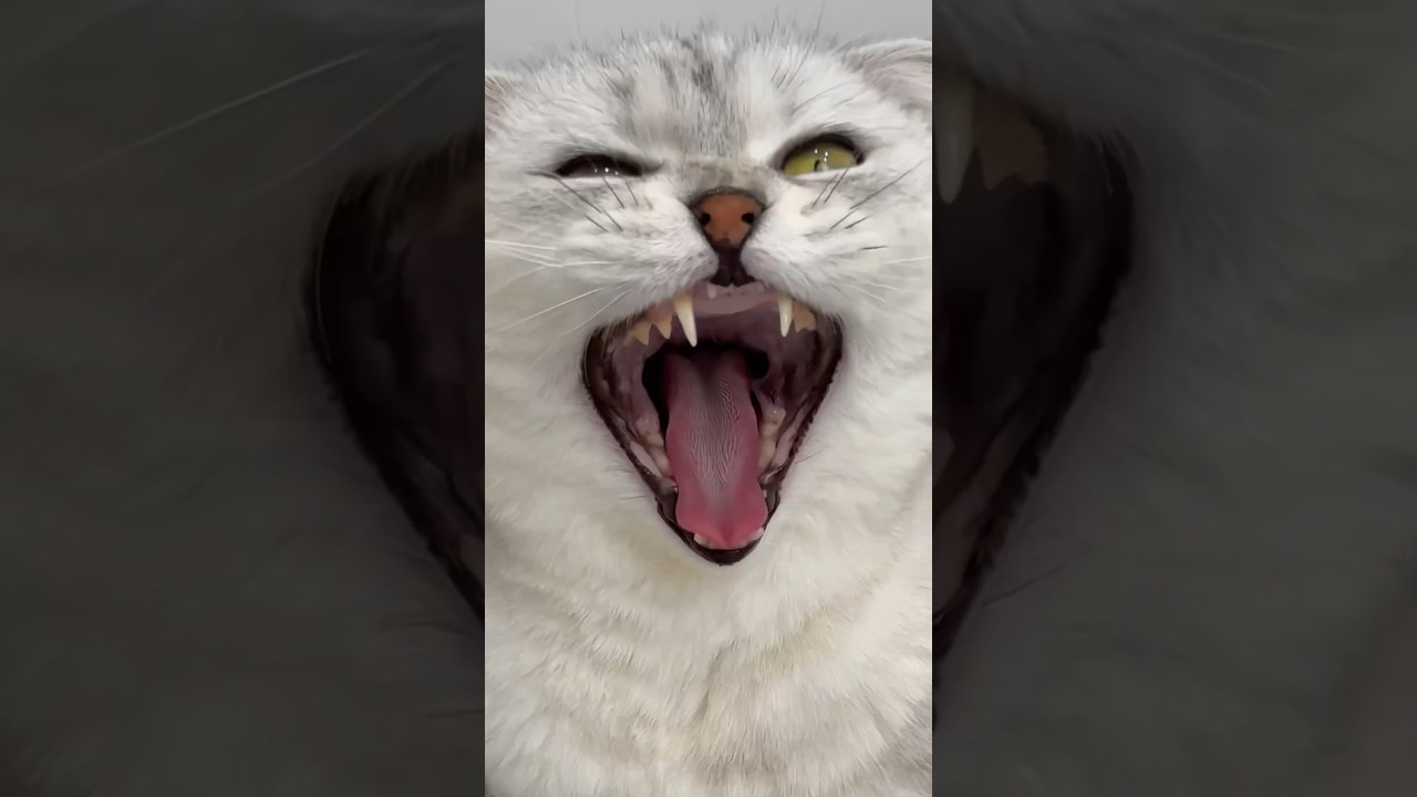 C  Easy Clean от шалостей Сони не осталось и следа! 🐾
