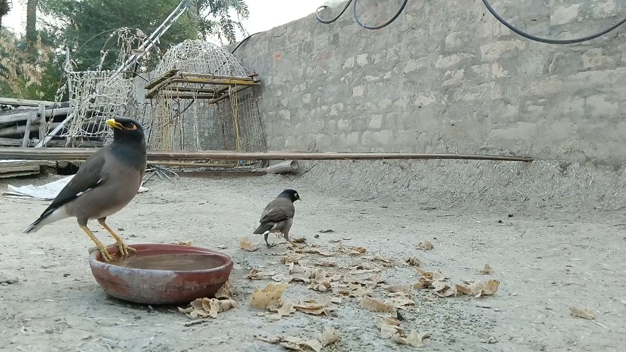 Episod 07 Daily Routine of Sparrow & Myna | Birds Eating Grains & Drinking Water | Village Life
