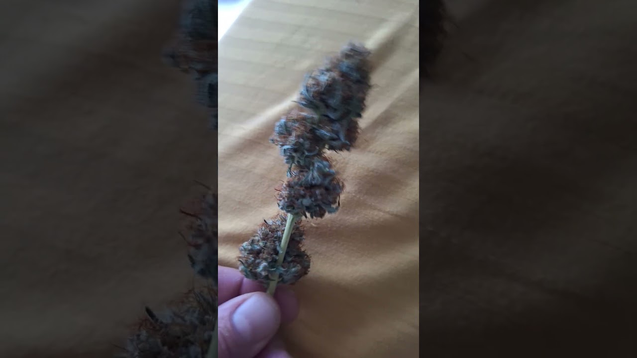 Chocolope.......