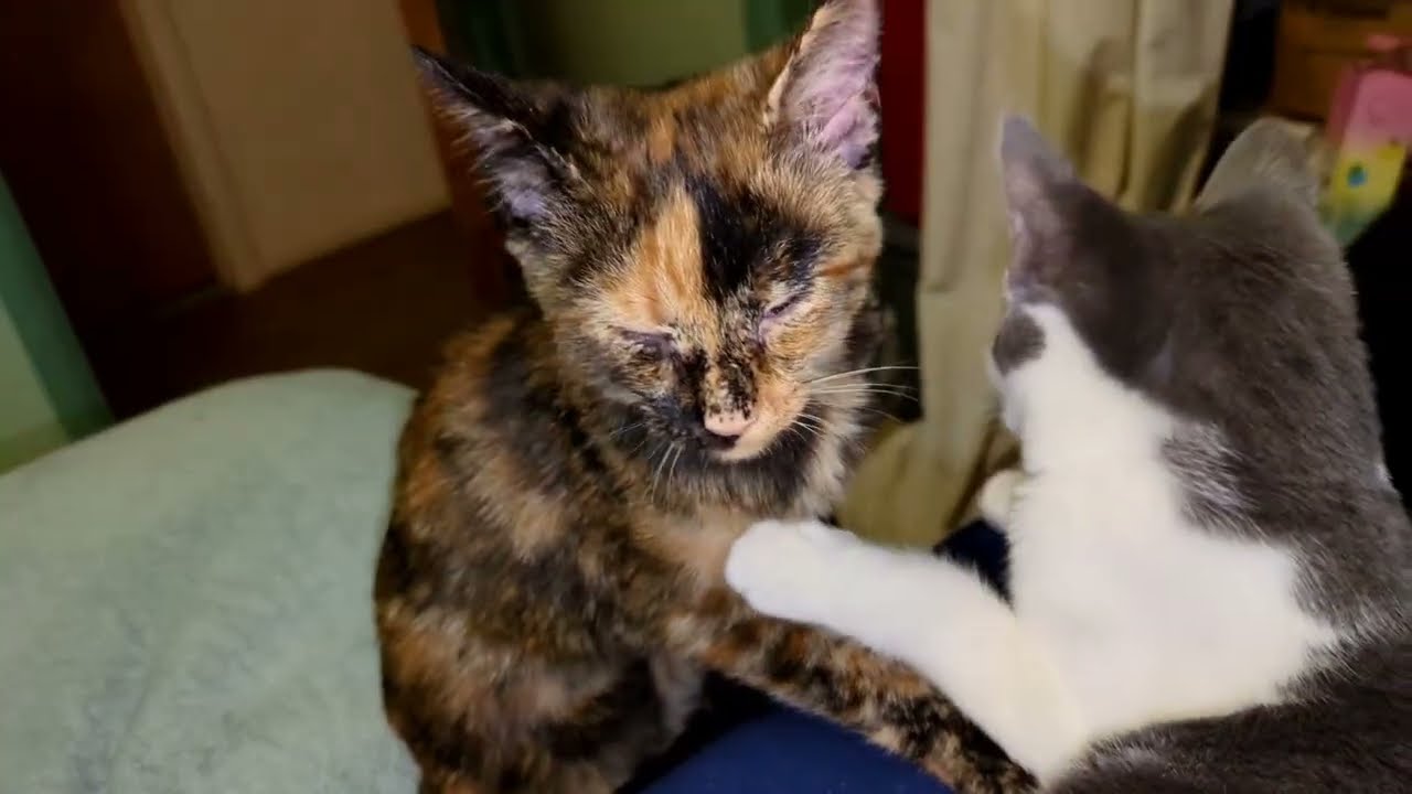 It's the Kittens 3 Month Anniversary Week Look How Small they Were!