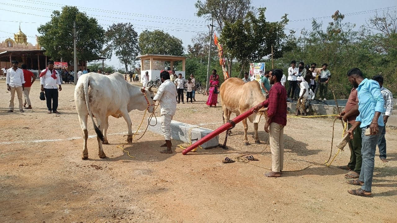 చుక్కాపూర్ సేద్యపు ఎద్దుల బండలాగుడు పోటీలు 1వ జత