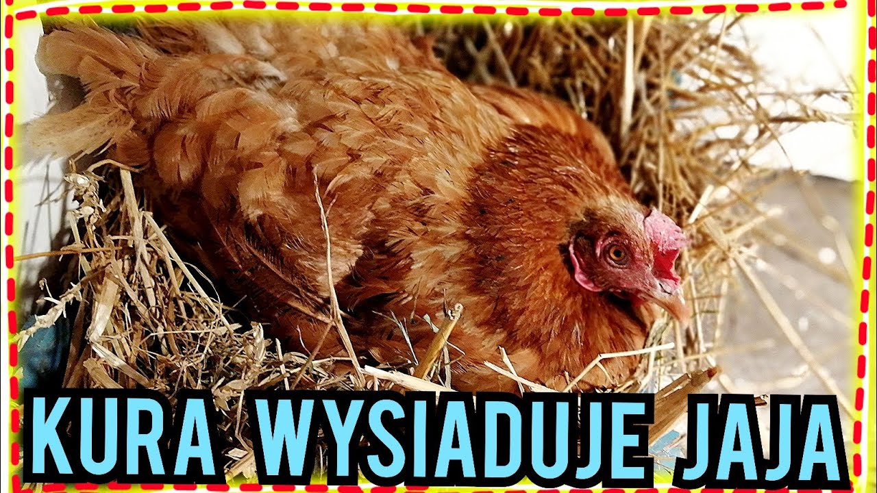 Nasadzam kurę na jaja 🐔🥚.