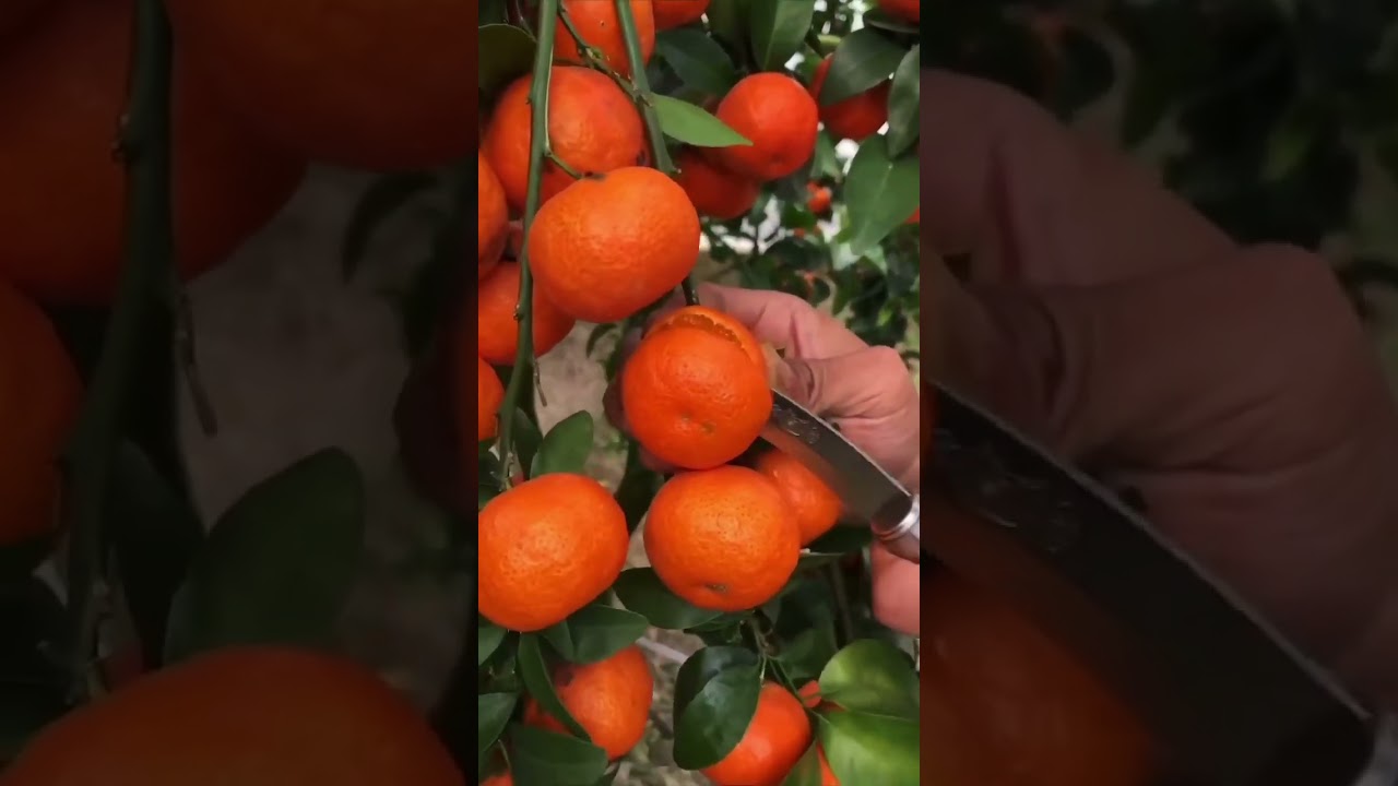 Juicy Kinnu Fruits #kinnu #shorts #song #short #youtubeshorts