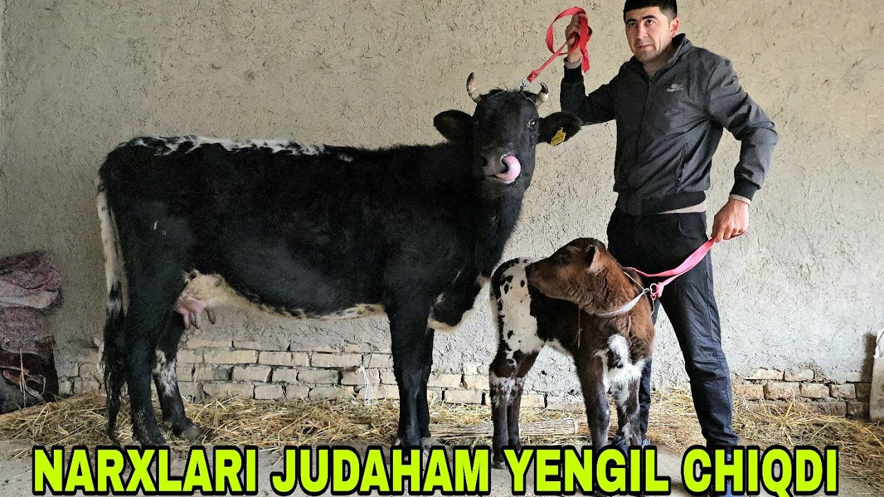 Hakimjon ukamizdan bugun hamyonbop narxlarda ona bola sigirlar 10 марта 2026 г.