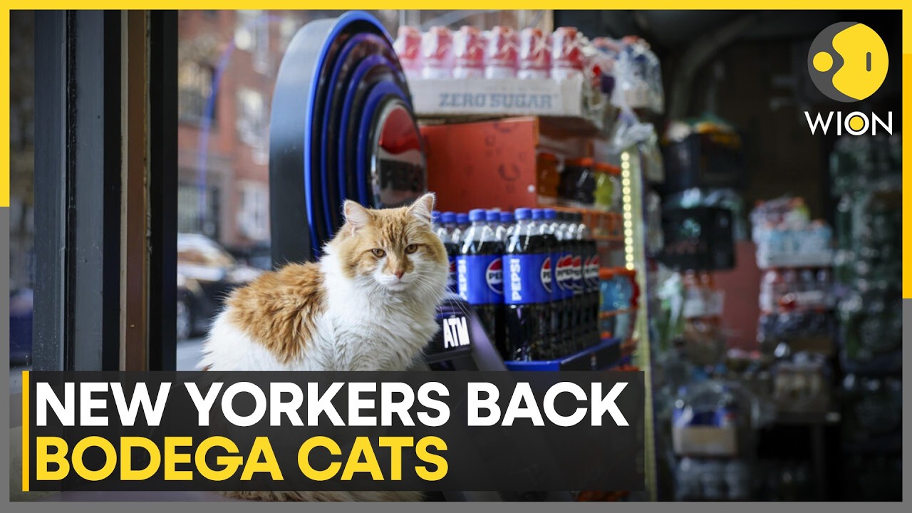 New York City Moves to Legalise Feline Friends, Seek Rights for Beloved but Illegal 'Bodega Cats'