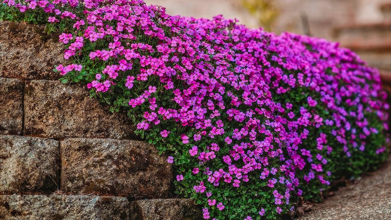 Aubrieta - Rocks and Sunlight Is Perfect Conditions For It