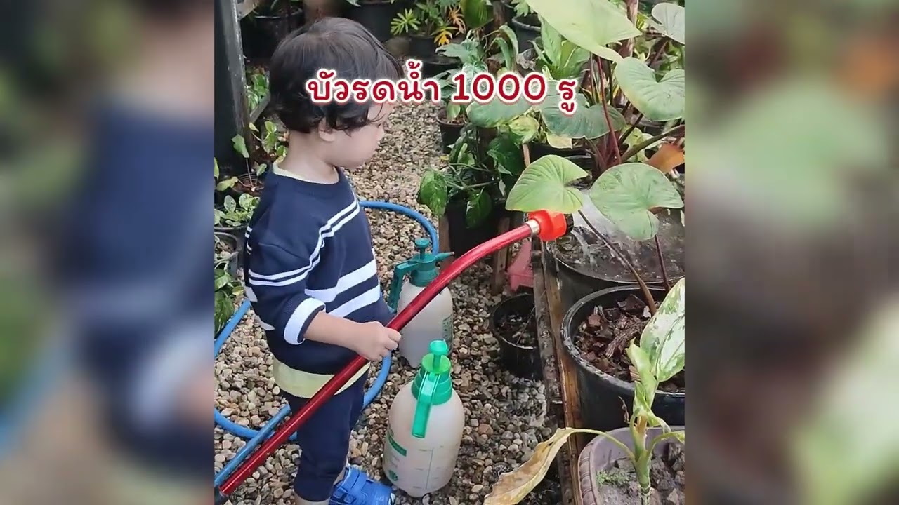 บัวรดน้ำ 1000 รู