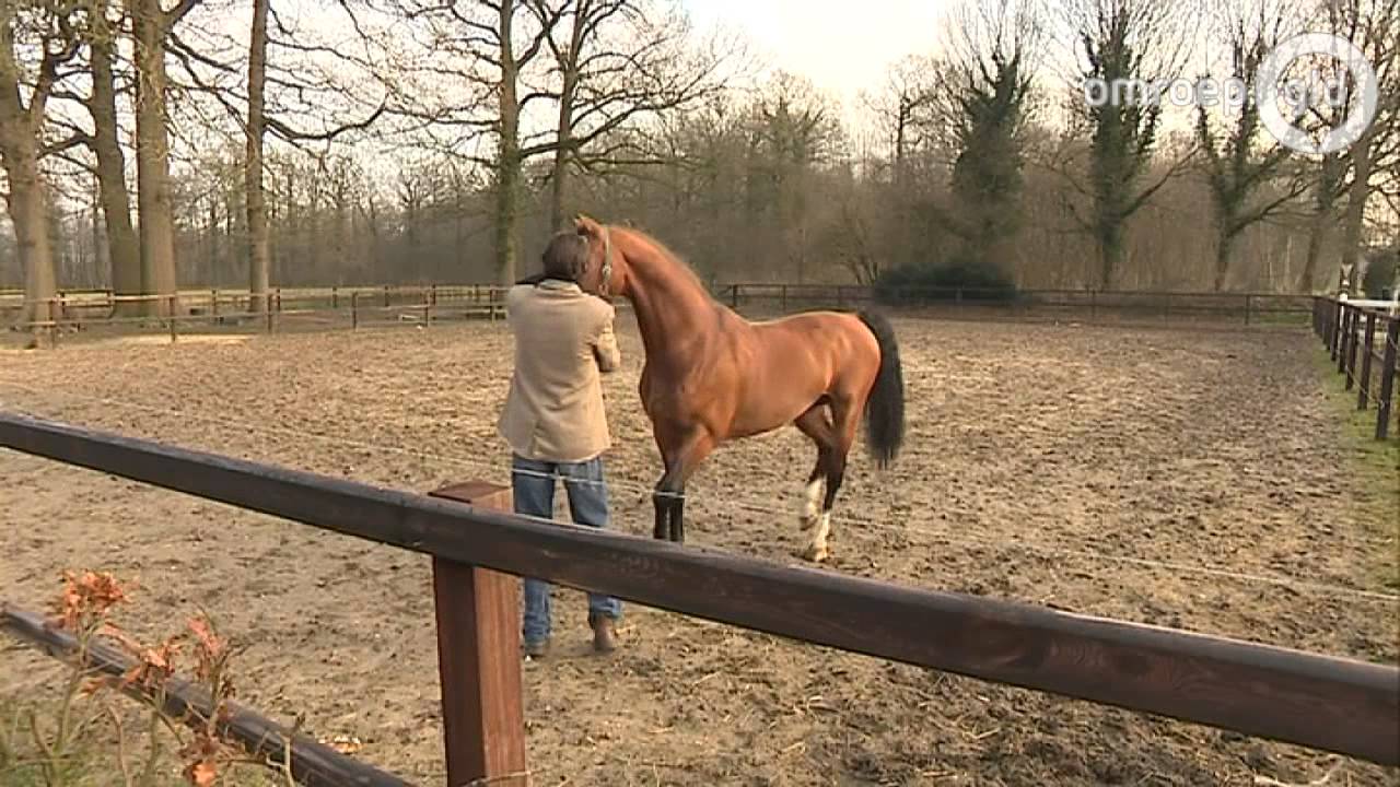De naam is Alexandro P, topdekhengst te Borculo
