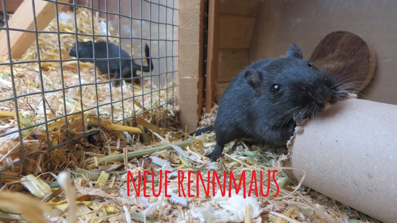 Neuer Rennmaus-Partner für Cody!🐭❤ MyGerbilsWorld