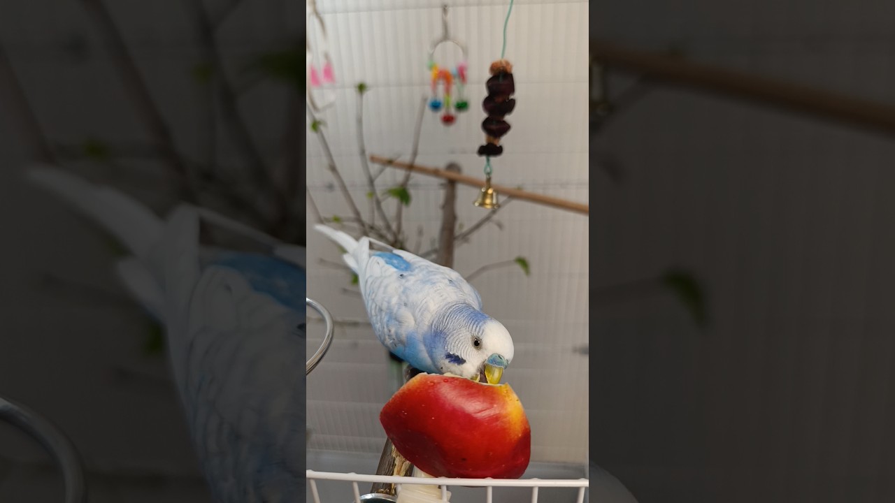 Ой как вкусноооо 😋 #shorts #parrots #попугай