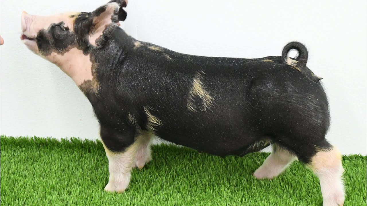 Lane Spring 2026: 5-7 Berkshire Gilt