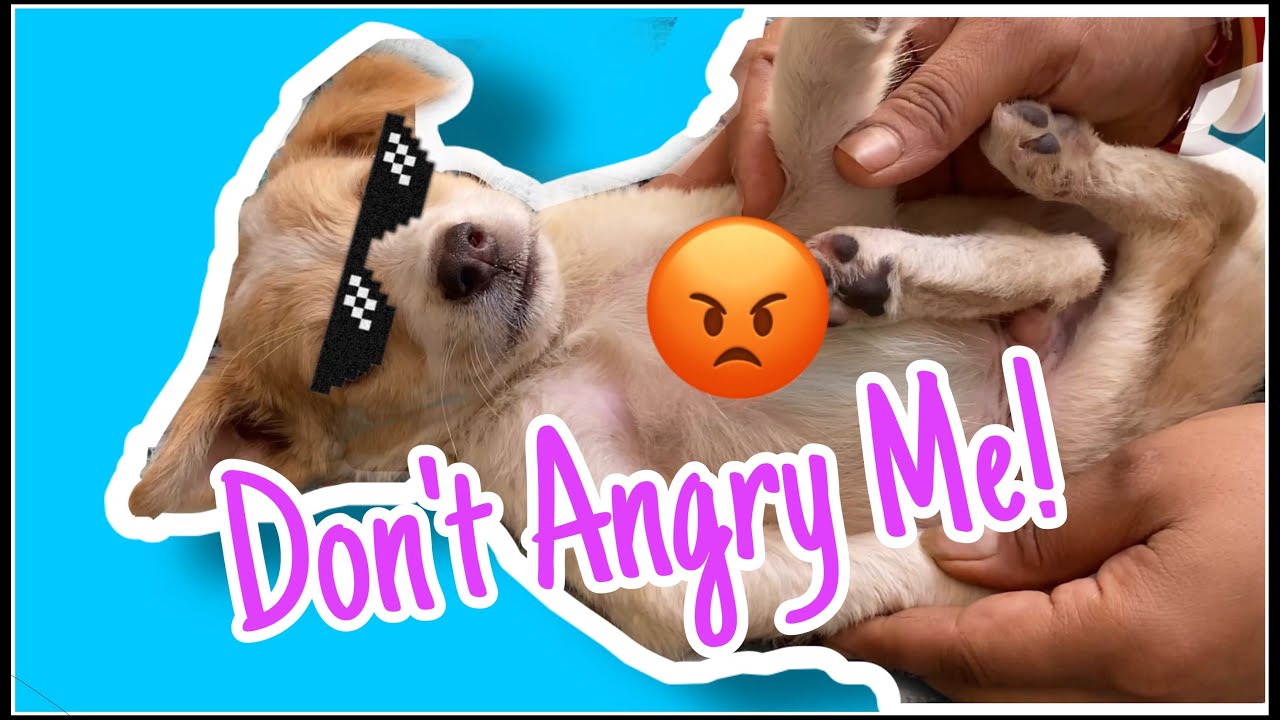 Don’t Angry Me ! | Vlog | Tarunn Ke Vlogs