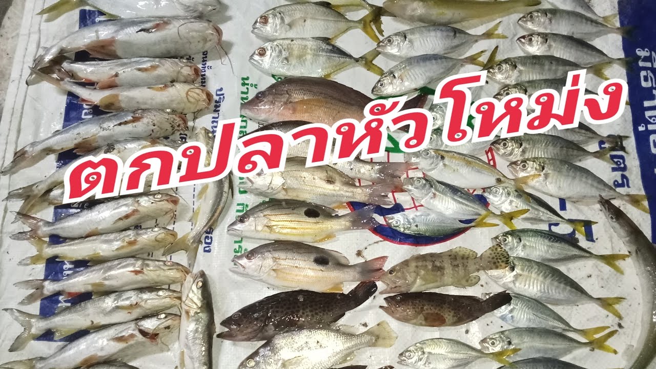 ตกปลาทะเลที่บ่อม่วง ตกปลาหัวโหม่ง
