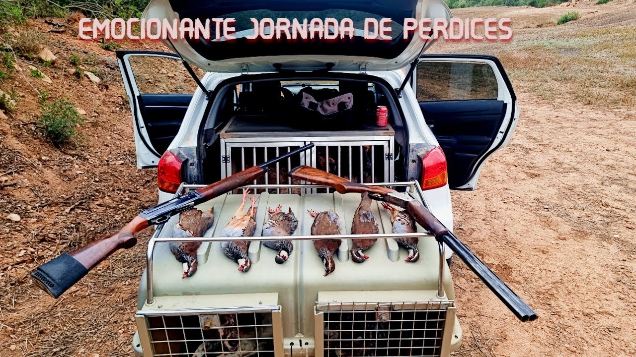 💯La Emoción de Cazar la perdiz con perro💯 Setter ingles en Acción❗