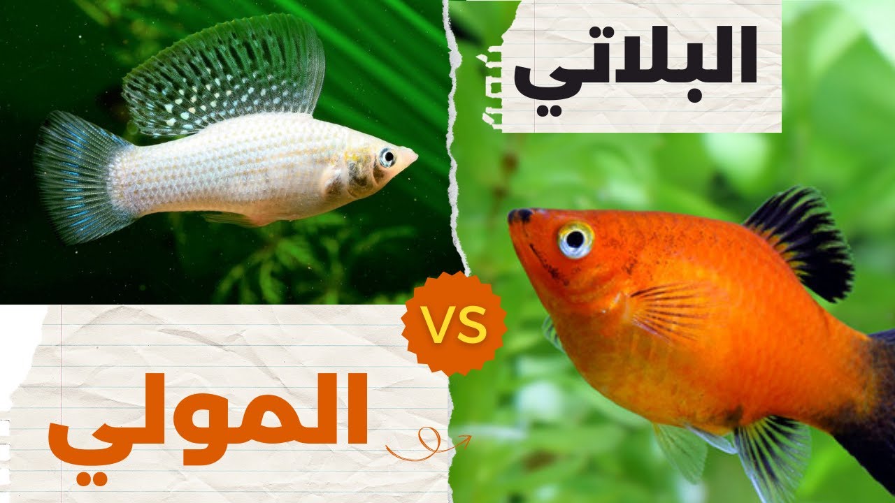 البلاتي ام المولي - اوجه التشابه والاختلاف - المتطلبات الاساسية