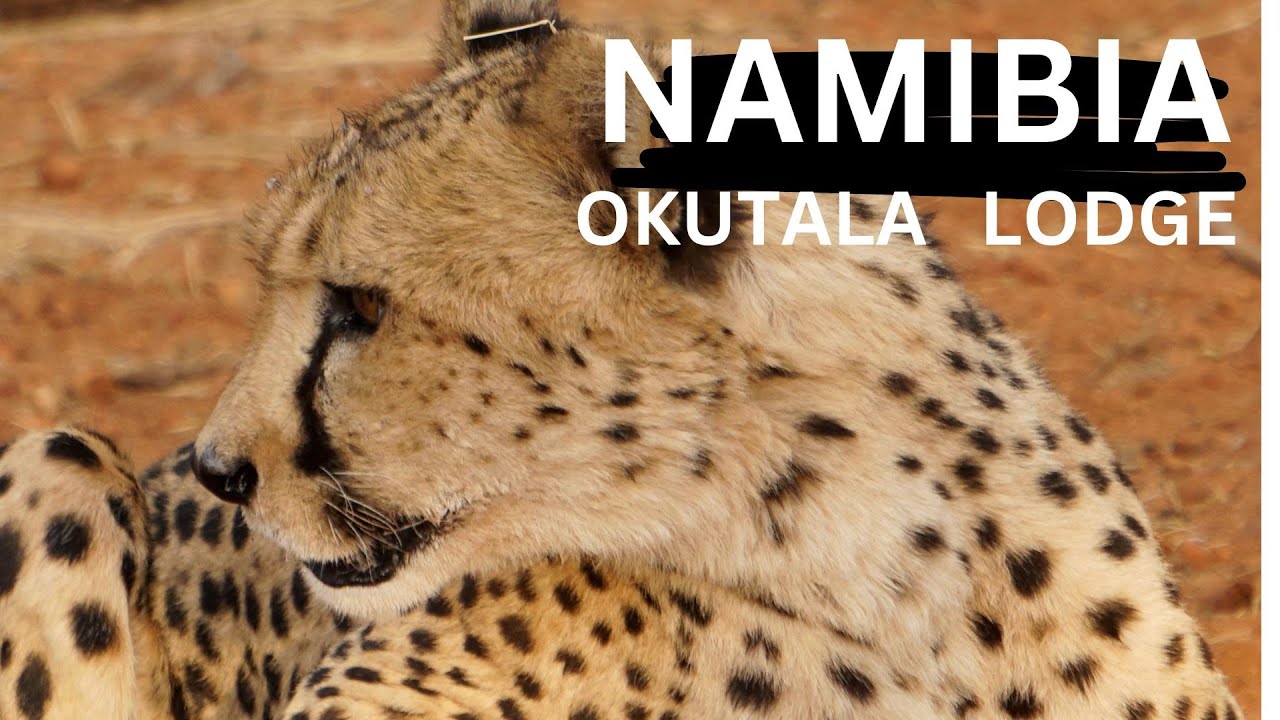 Namibia I Okutala Lodge I Etosha I Elefanten I Geparden I Nashörner I Leoparden I