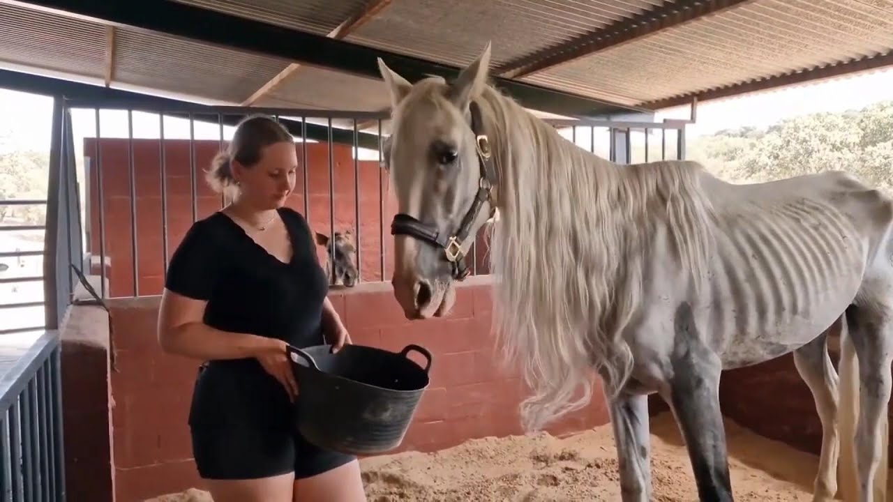 ¡Aladdin, de caballo abandonado a príncipe!
