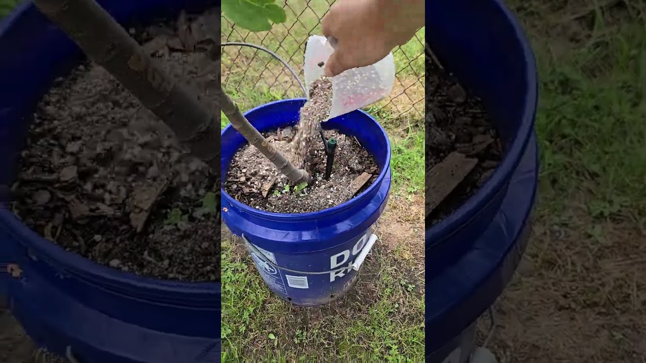 Fertilizing figs for maximum production Part 2