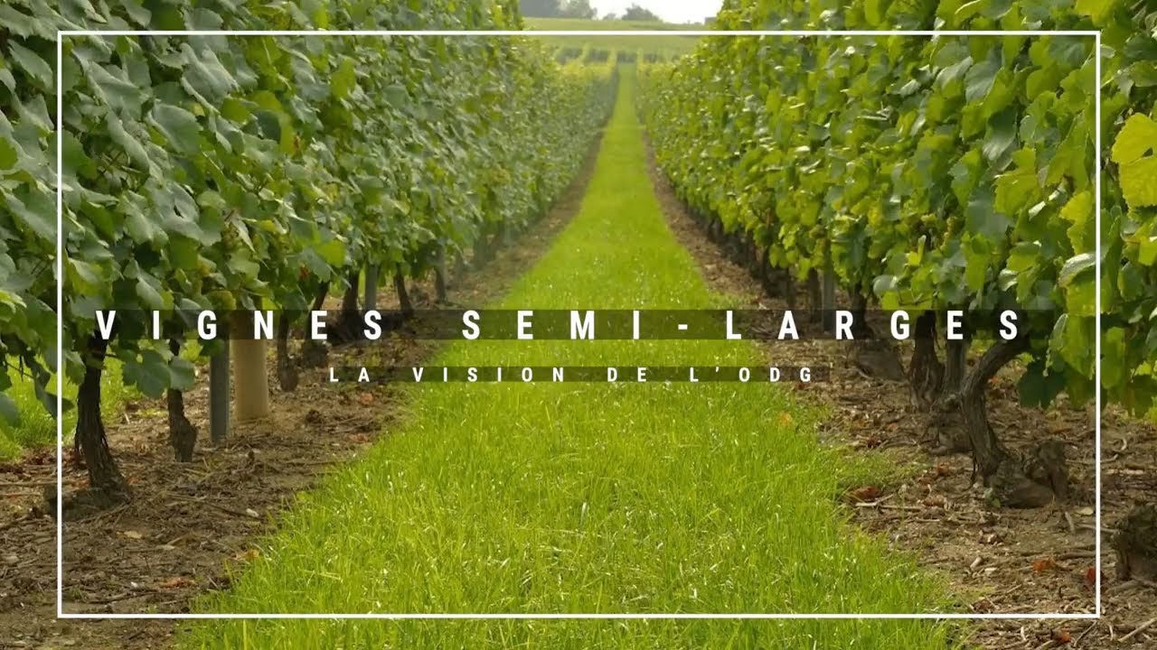 Vignes semi-larges en Champagne : la vision de l'ODG