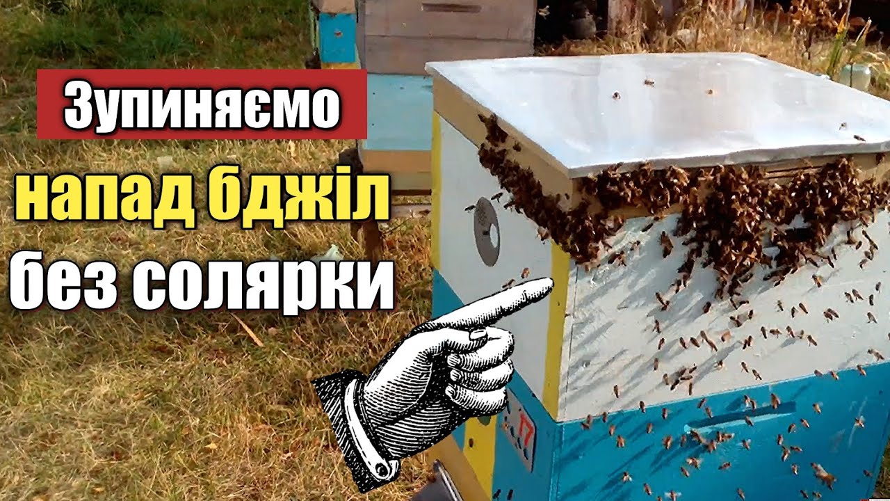 Напад бджіл на вулик. Як швидко зупинити напад бджіл і крадіжку на пасіці?