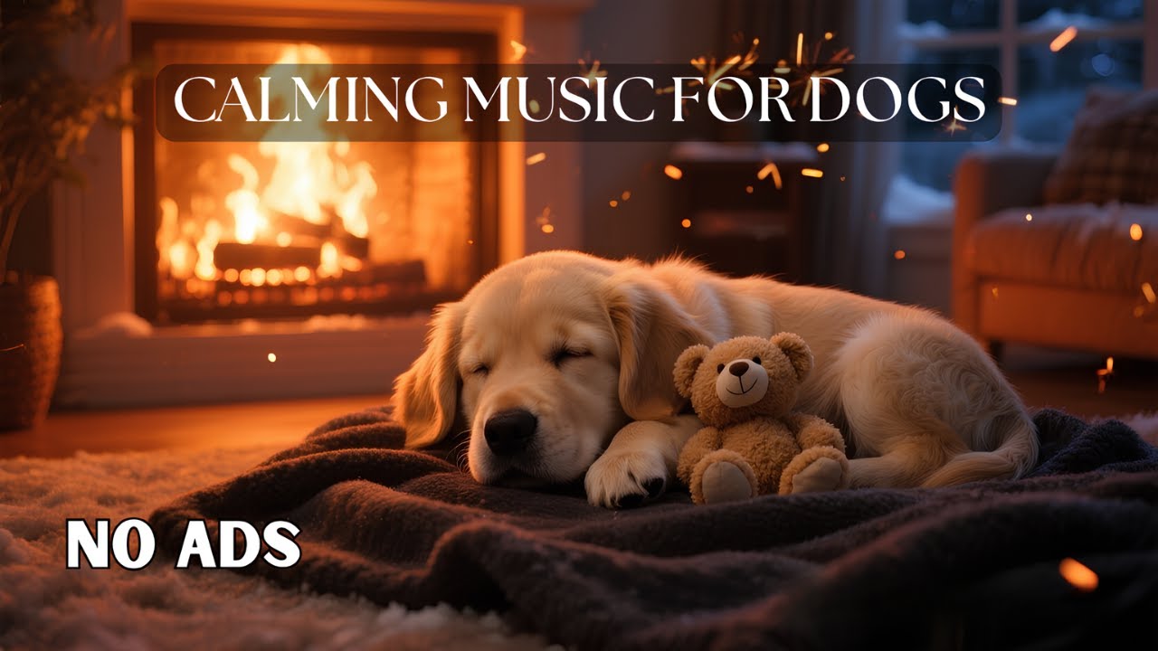 12 HOURS of Relaxing Music For Dogs🎵Anti Separation Anxiety Relief 🐶 Pet music🦮 No Ads