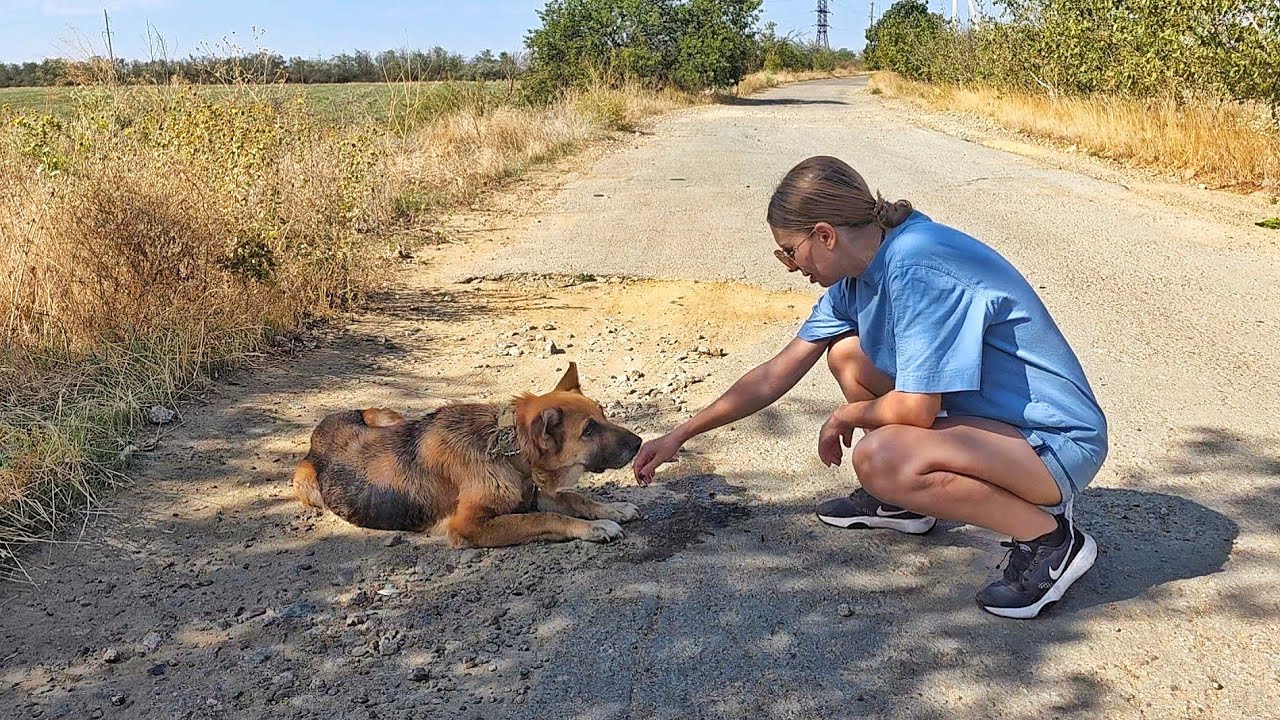 Old German Shepherd Collapses While Trying to Find Her Way Home After Being Abandoned