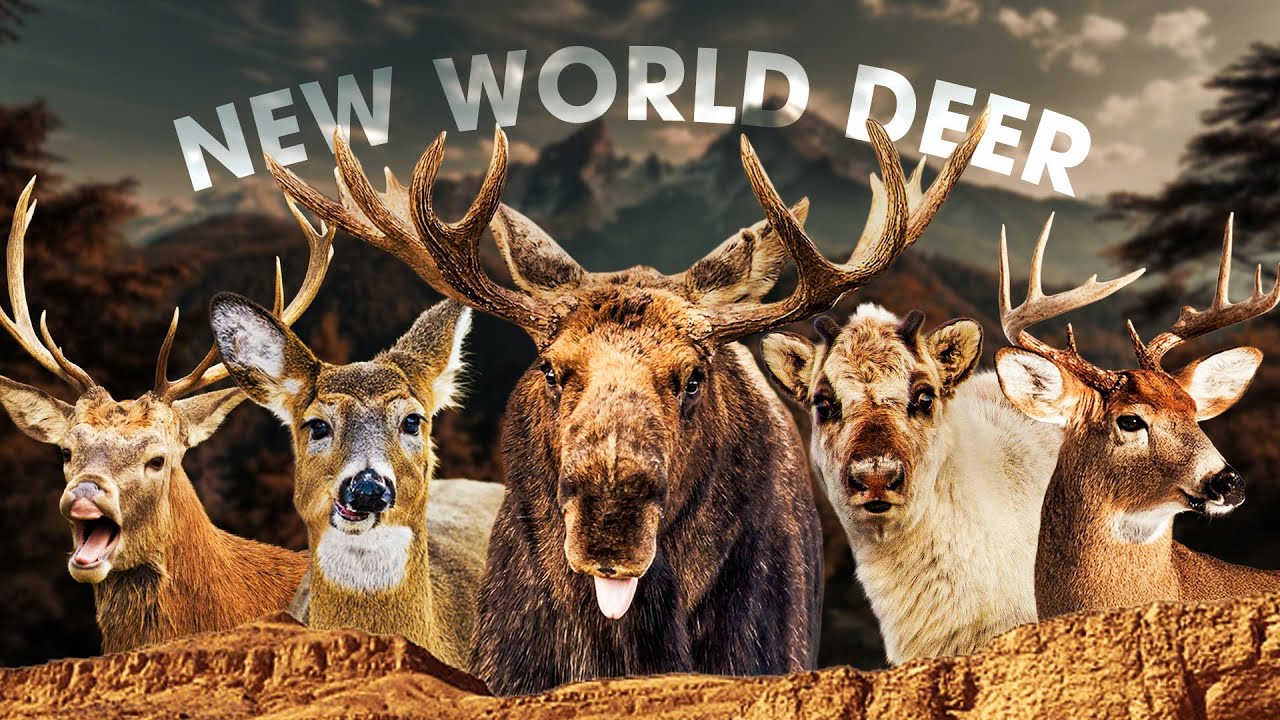 10 Genera of New World Deer (Featuring 24 Species and Fascinating Facts About Them) 
