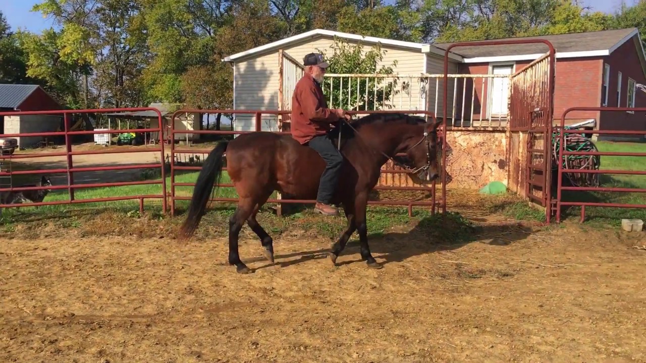 Paso Fino Natural Gait