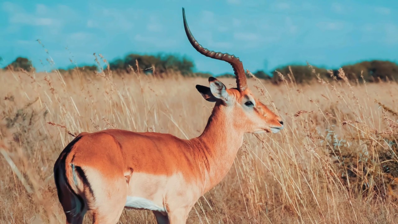 SOUTH AFRICA Mafikeng Game Reserve