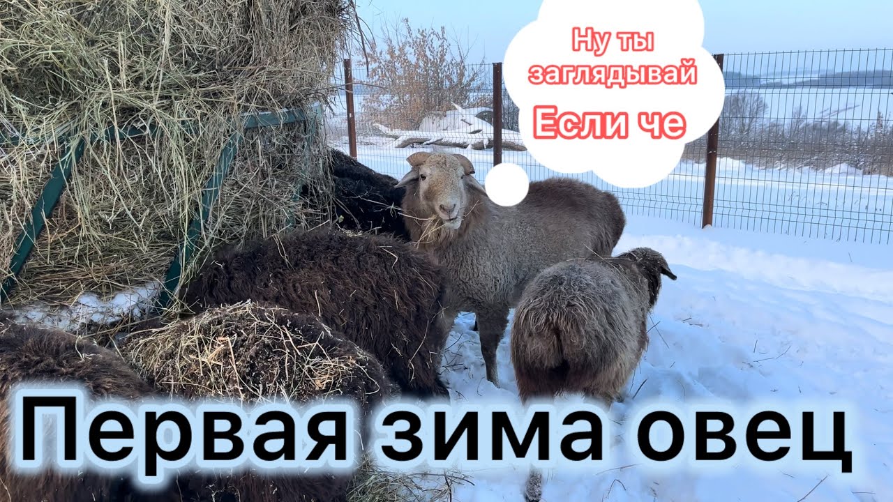 Овцеводство, разведение овец эдильбаи ,гисары ,арашаны