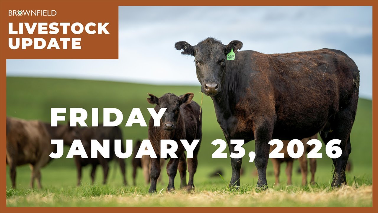 Cattle placements down 5% on the year | Weekly Livestock Market Update