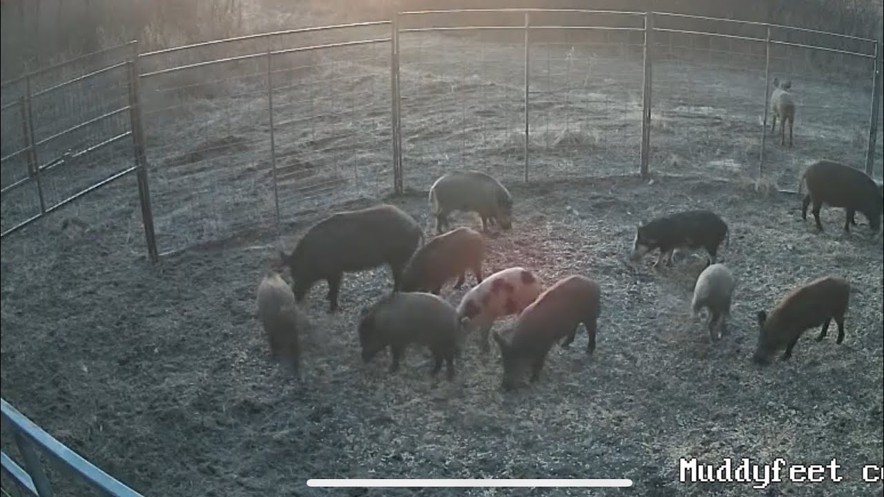 This hog trap caught 11 in one go! #64