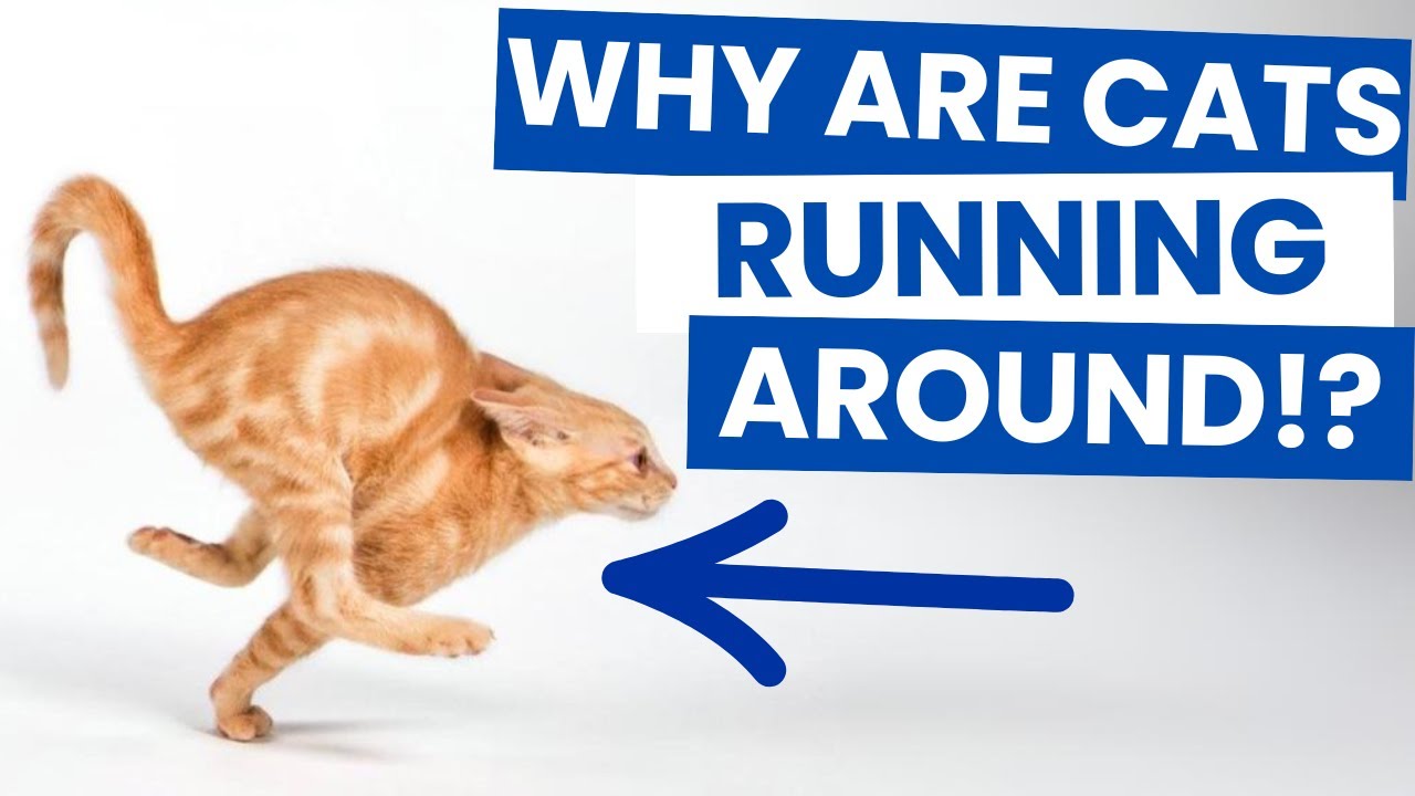 Why are cats runing around? 8 Reasons You Didn't Know!