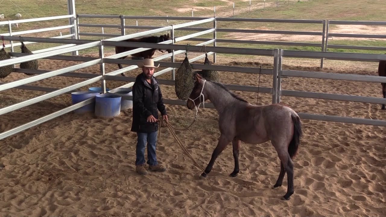 How To Handle Your Weaned Foal?