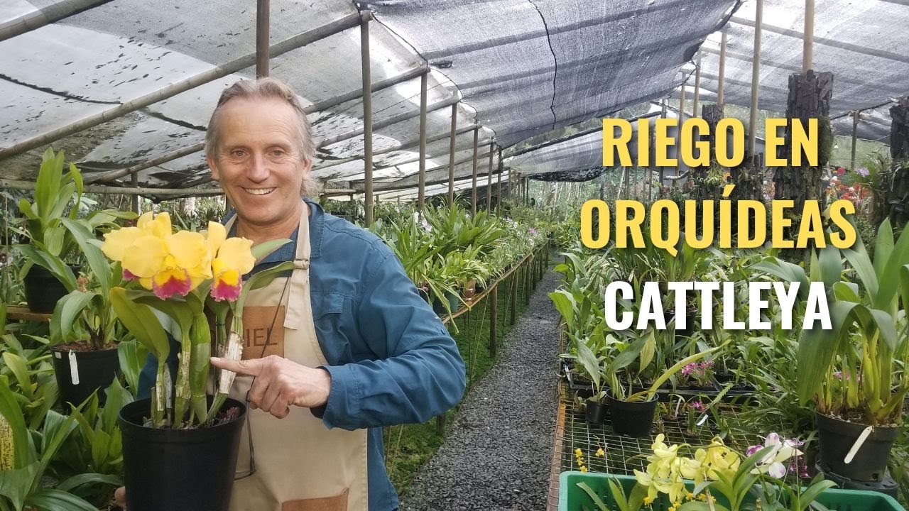 Riego en orquídeas Cattleya - Alma del Bosque
