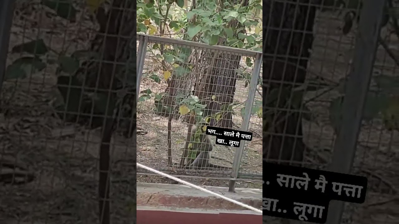 #funny #monkey #monkeybussiness #attitude