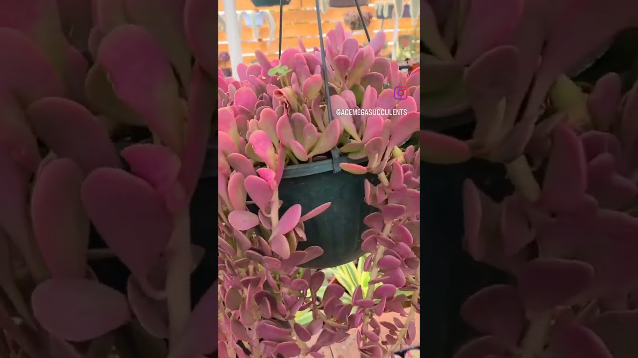 Purple succulents Senecio jacobsenii Trailing Jade