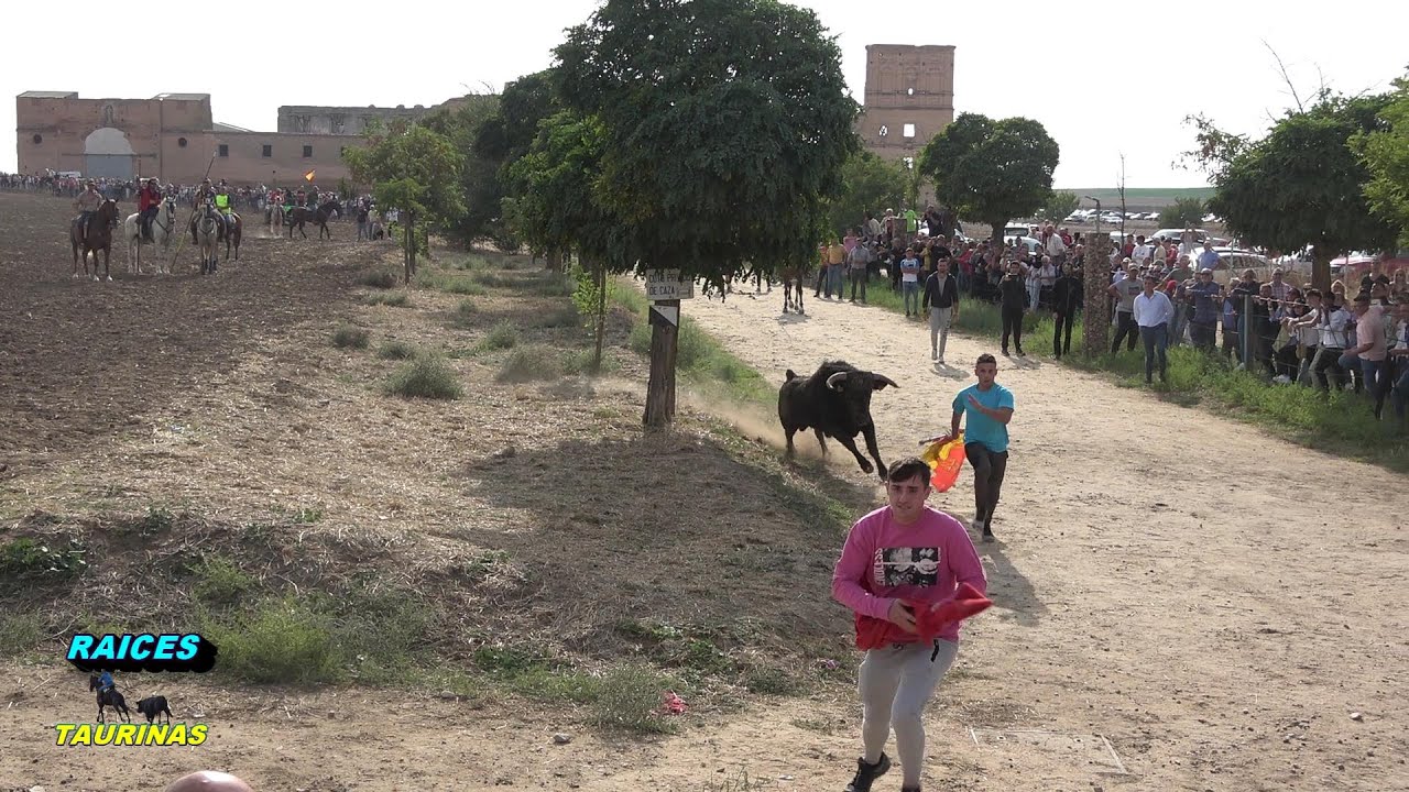ENCIERRO  CAMPO- MADRIGAL DE LAS A A T T (AV)- 22/09/24
