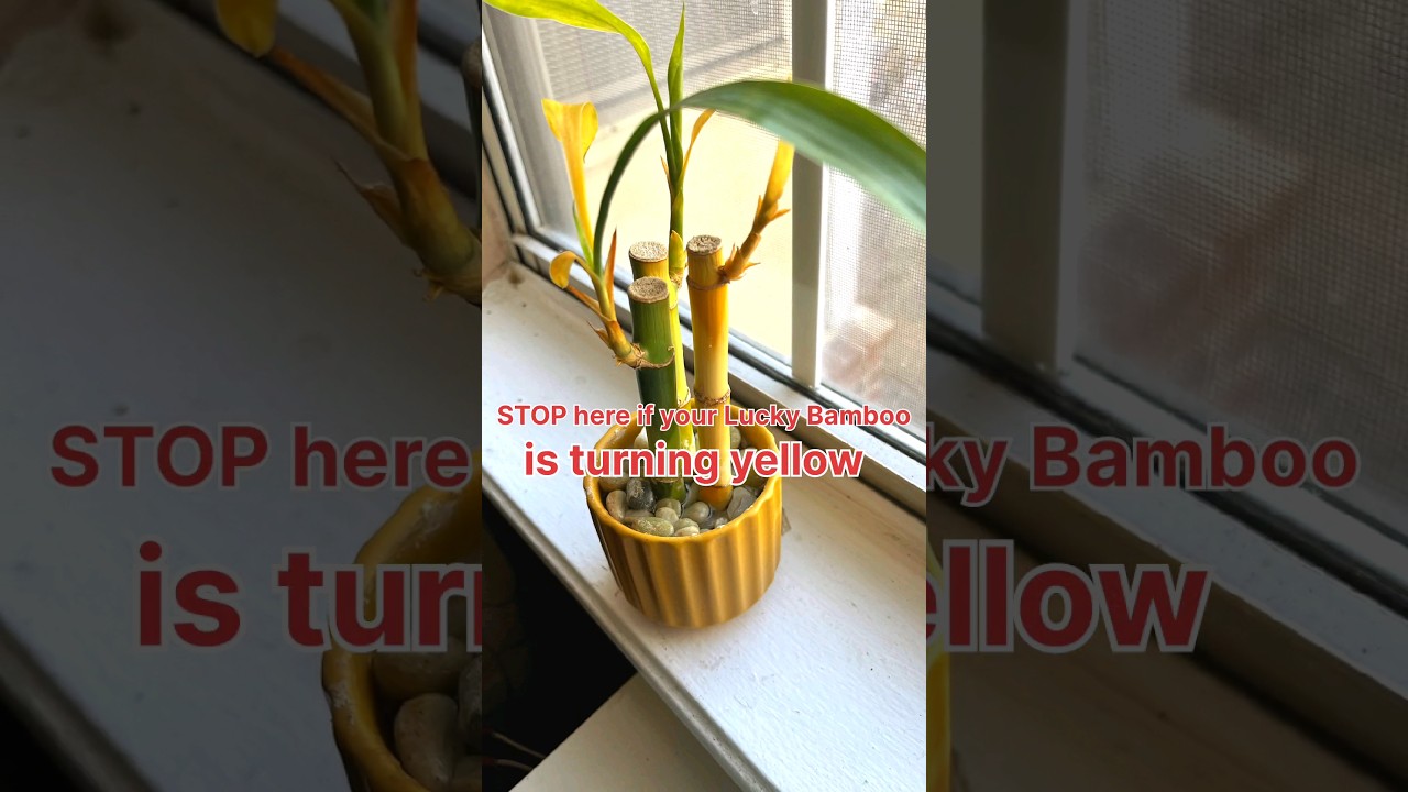 Lucky Bamboo is turning yellow ? #indoorplants #youtubeshorts #indoorgardening