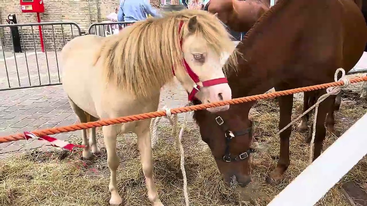 Horse Fair. Paardenmarkt 2025.🐎